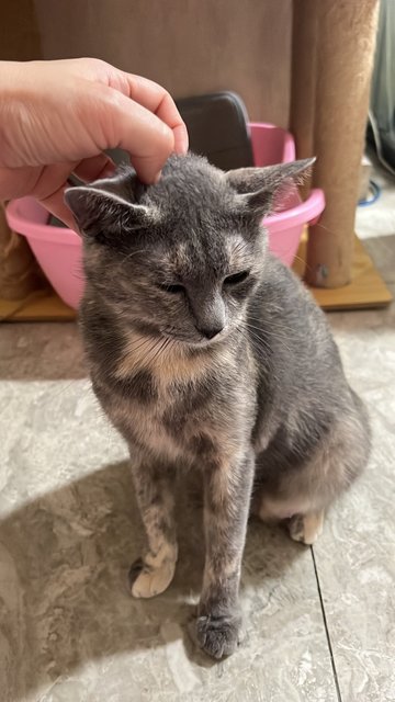 Sesame(Bsh Mix) - British Shorthair + Domestic Short Hair Cat