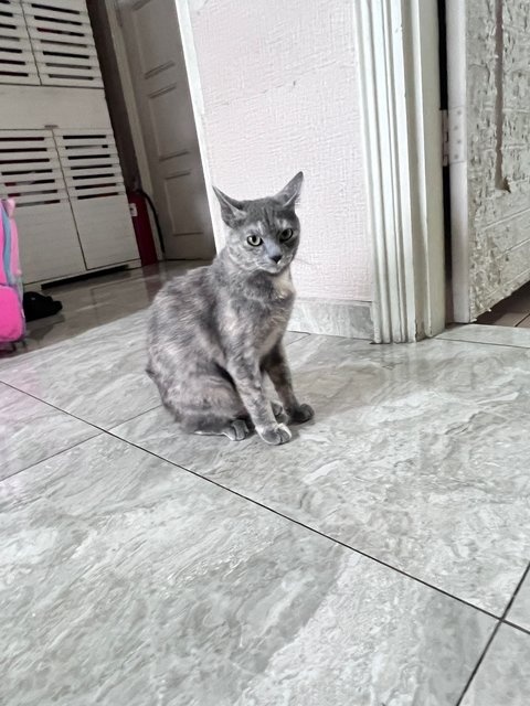 Sesame(Bsh Mix) - British Shorthair + Domestic Short Hair Cat