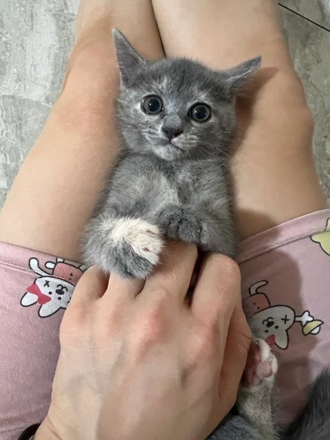 Sesame(Bsh Mix) - British Shorthair + Domestic Short Hair Cat