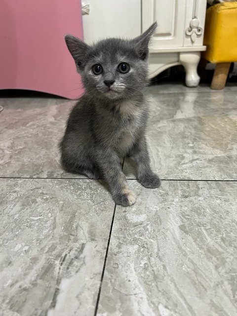 Sesame(Bsh Mix) - British Shorthair + Domestic Short Hair Cat