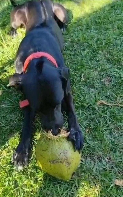 Duchess - Extra Large Dog - Rhodesian Ridgeback + Great Dane Dog