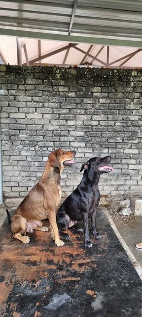 Duchess - Extra Large Dog - Rhodesian Ridgeback + Great Dane Dog