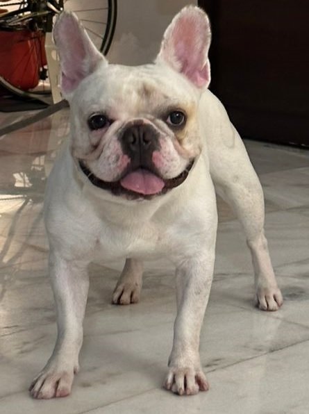 Frenchie | 法国斗牛犬 - French Bulldog Dog