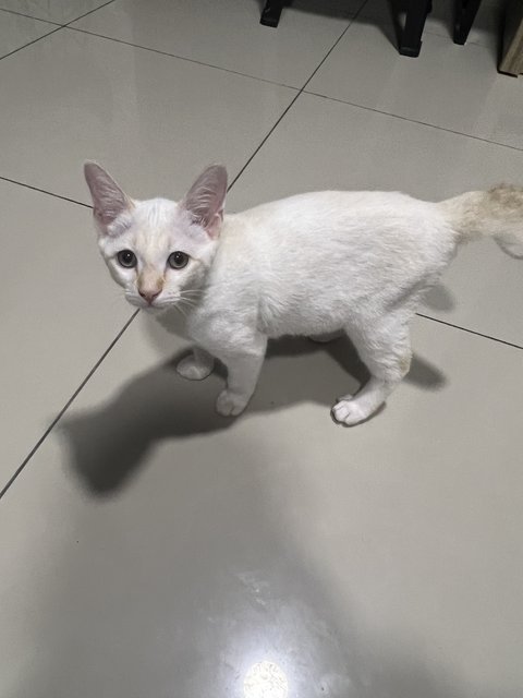 Kenny - Turkish Angora Cat