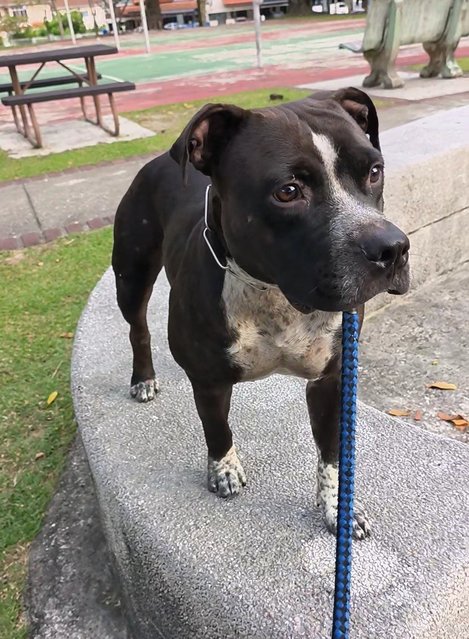 Buster - Staffordshire Bull Terrier + Pit Bull Terrier Dog