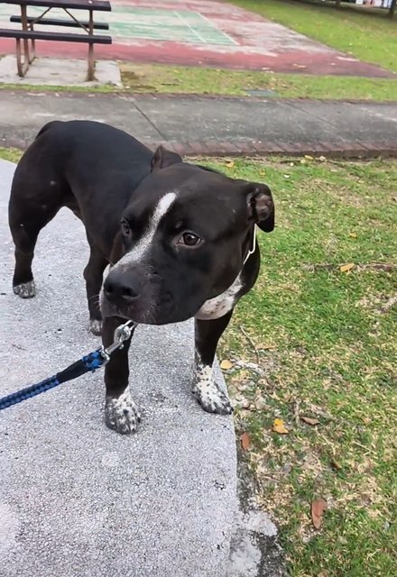 Buster - Staffordshire Bull Terrier + Pit Bull Terrier Dog