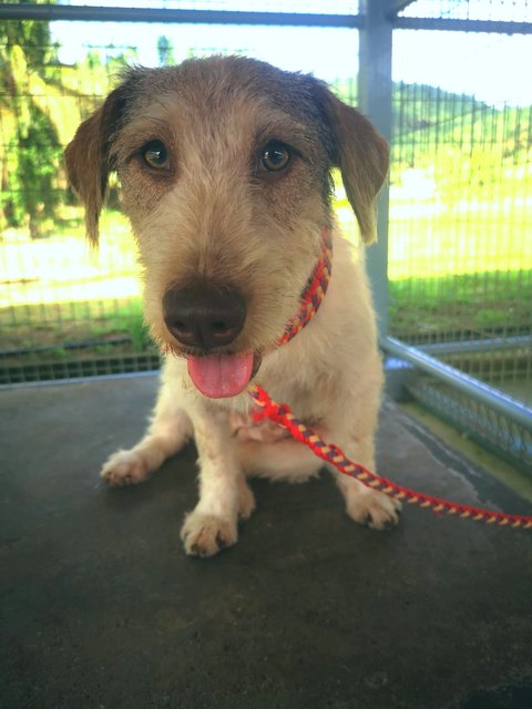 Yiyi - Jack Russell Terrier (Parson Russell Terrier) Mix Dog