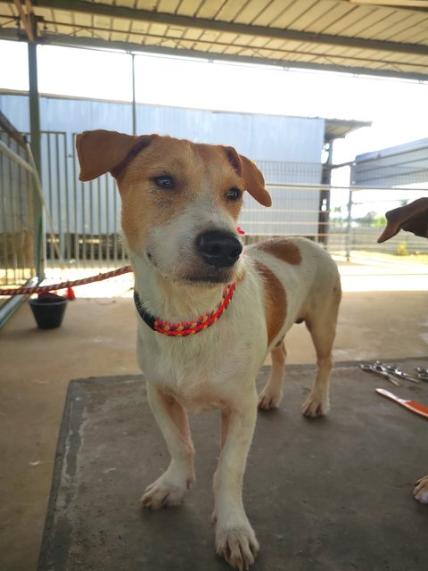 Sean Sean - Jack Russell Terrier (Parson Russell Terrier) Mix Dog