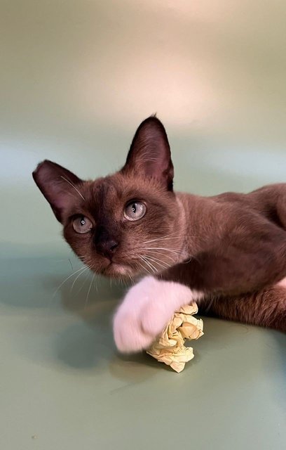 I have pretty eyes (and I'm just overall pretty haha). And I love chilling on a cat tree!