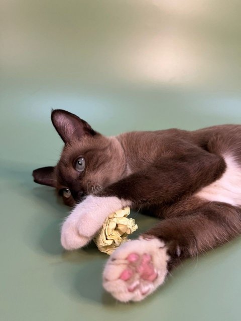 I love playing with paper balls! (Or just about anything as long as you're playing with me)