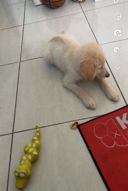 Kova - Golden Retriever + Labrador Retriever Dog