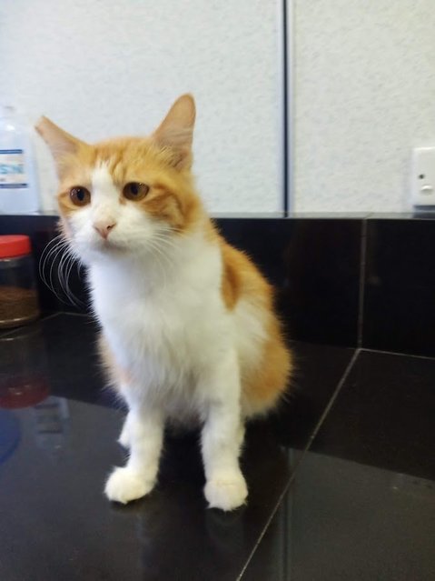 Mini - Domestic Long Hair Cat