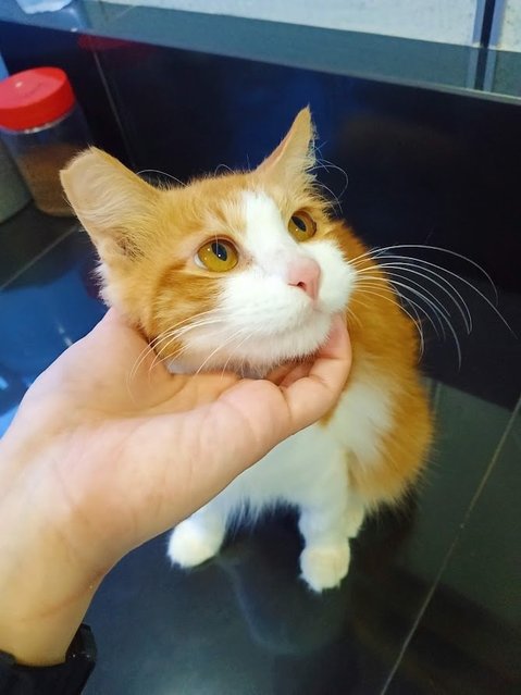 Mini - Domestic Long Hair Cat