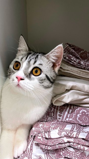 Oreo - British Shorthair + Scottish Fold Cat