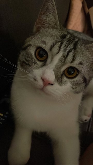 Oreo - British Shorthair + Scottish Fold Cat