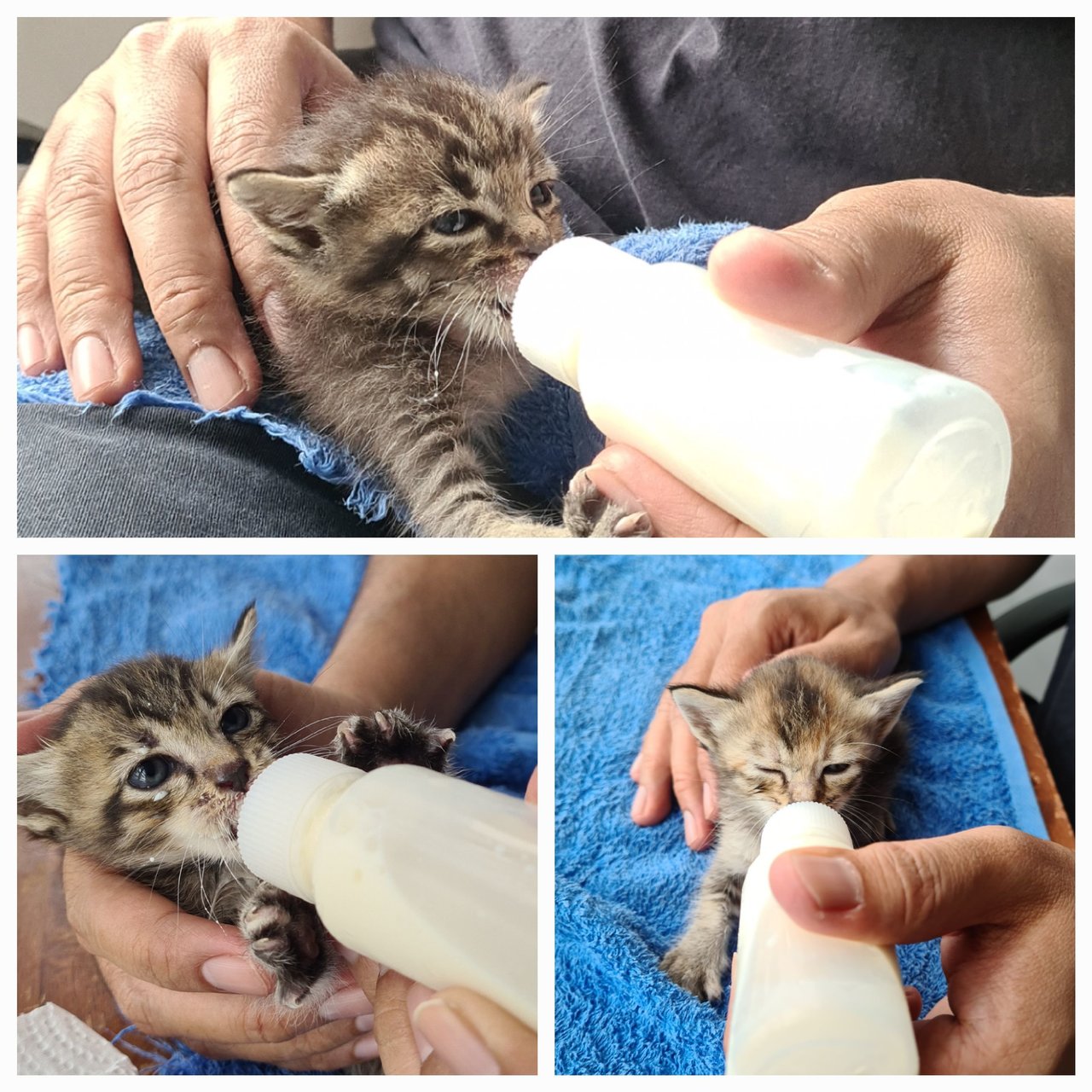 Three Kittens - Domestic Short Hair Cat