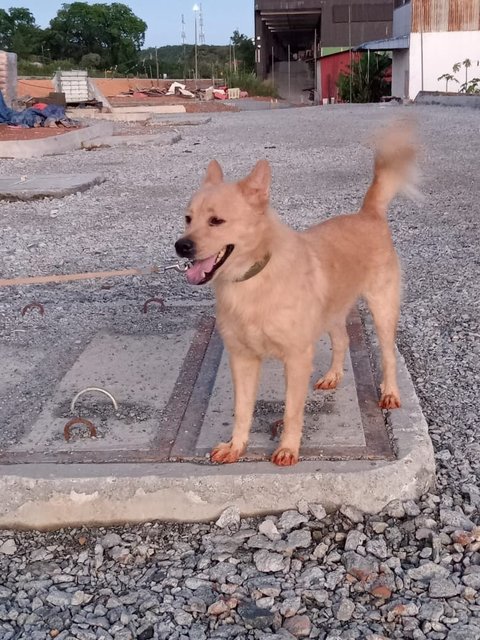 Mocha - Mixed Breed Dog