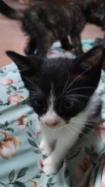 Loli, Haru, Cookie  - Domestic Medium Hair Cat