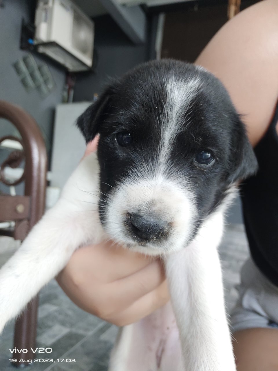 No Name Yet - Mixed Breed Dog