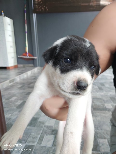 No Name Yet - Mixed Breed Dog