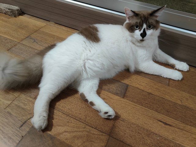 Cococa  - Ragdoll + Domestic Medium Hair Cat