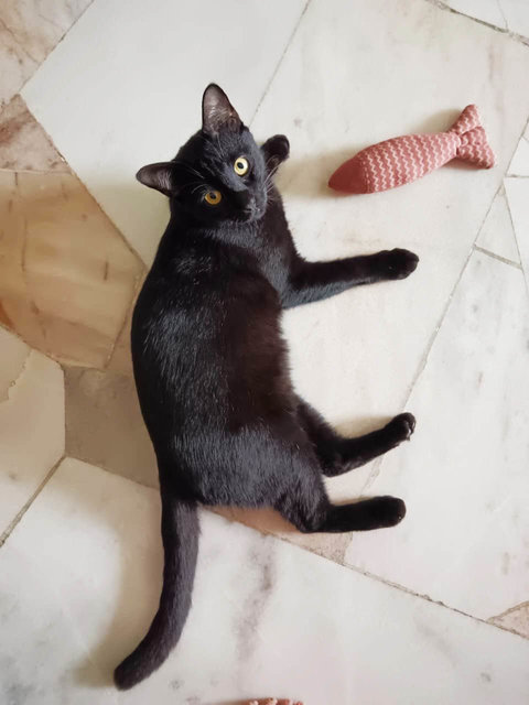 Wakanda - Bombay + Domestic Short Hair Cat