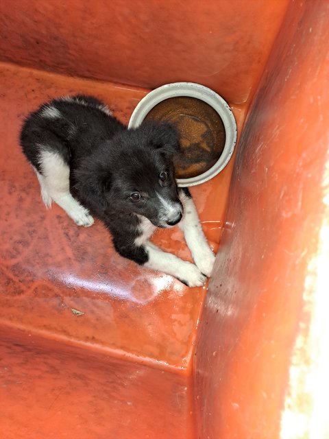 1.] Young Puppy:Female black & white, very obedient and quiet