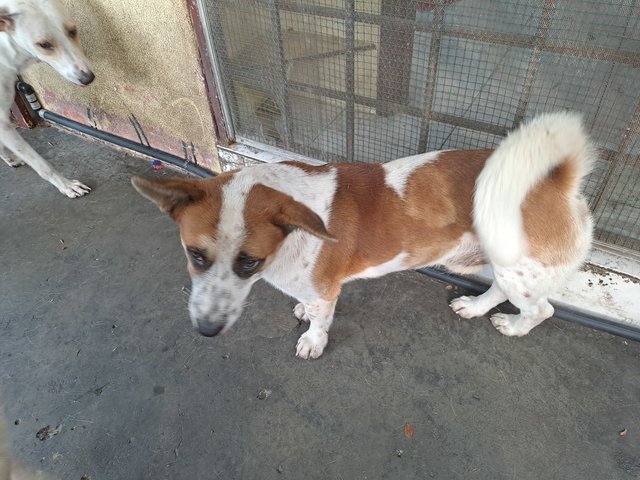 4.] Male brown-white puppy, short-leg "toy", freindly & very good companion