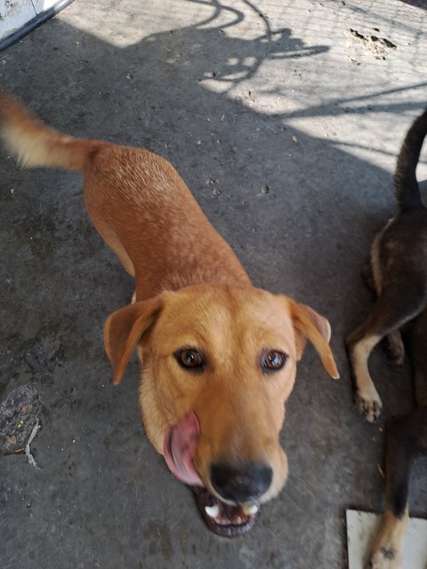 3.] Medium-age Puppy:Female brown puppy, spayed, very "manja"