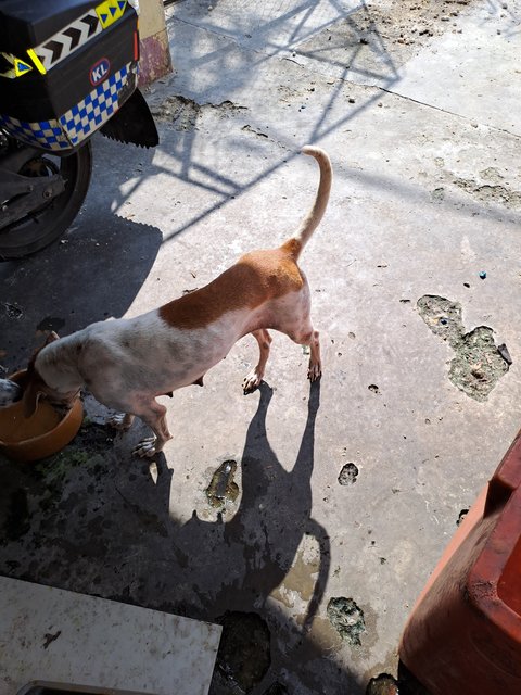 7.] Female tall (long legs) spayed White-brown Mother Guard-dog