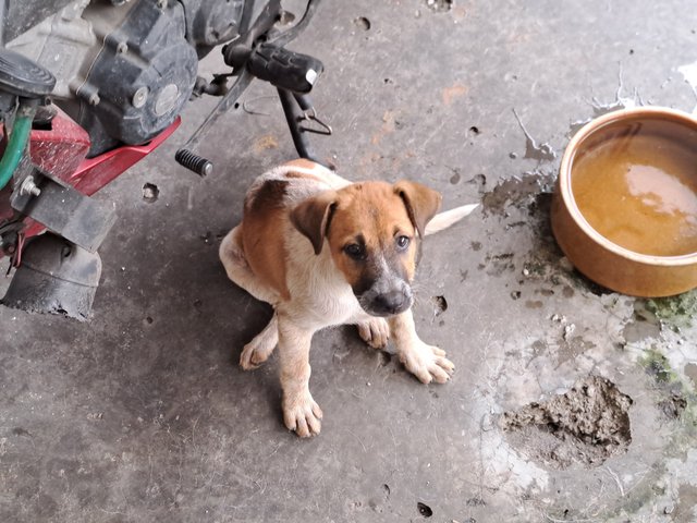 2.] Small Puppy:Female brown & white, active and follows heel of owner everyWhere