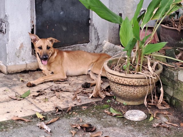 8.] Male extra-tall extra-large brown Guard-dog