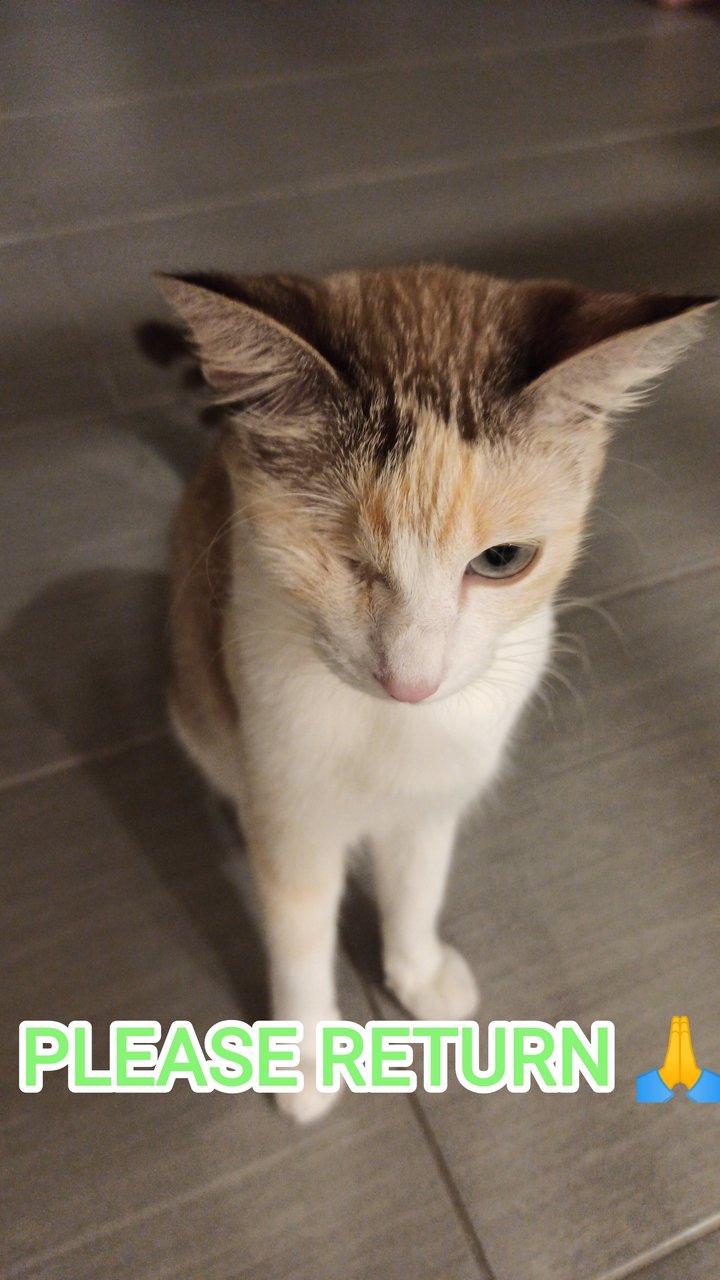 Naomi-lost - Domestic Short Hair Cat