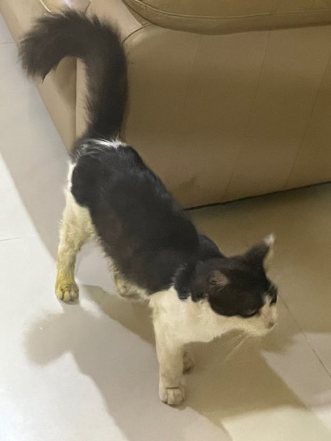 Batman  - Domestic Long Hair Cat