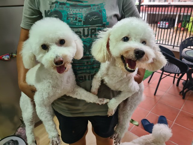 Chubby - Poodle Dog