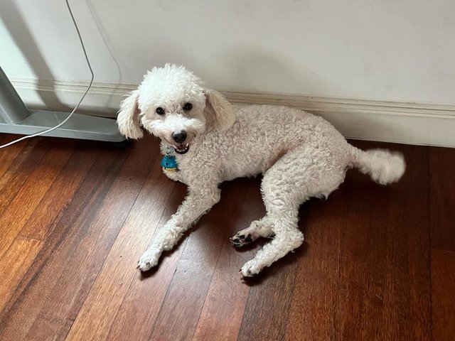 Chubby - Poodle Dog