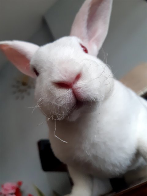 Silky - Mini Rex Rabbit