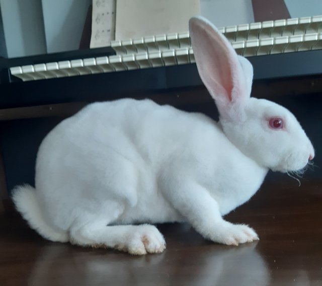 Silky - Mini Rex Rabbit