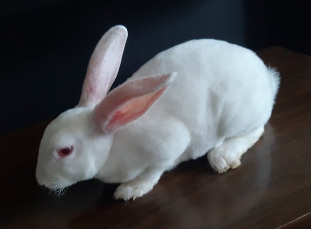 Silky - Mini Rex Rabbit