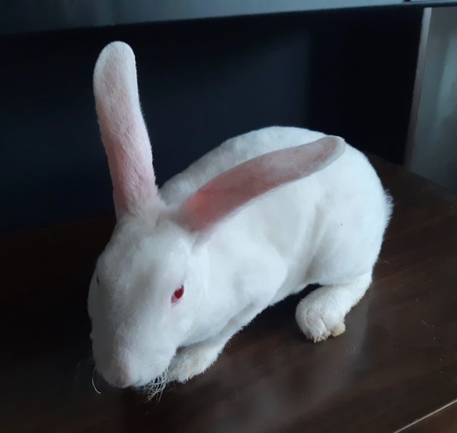 Silky - Mini Rex Rabbit