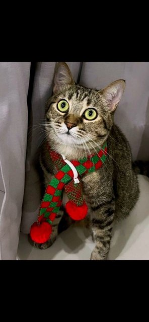 Not sure why catmom is getting me ready for Xmas already?...