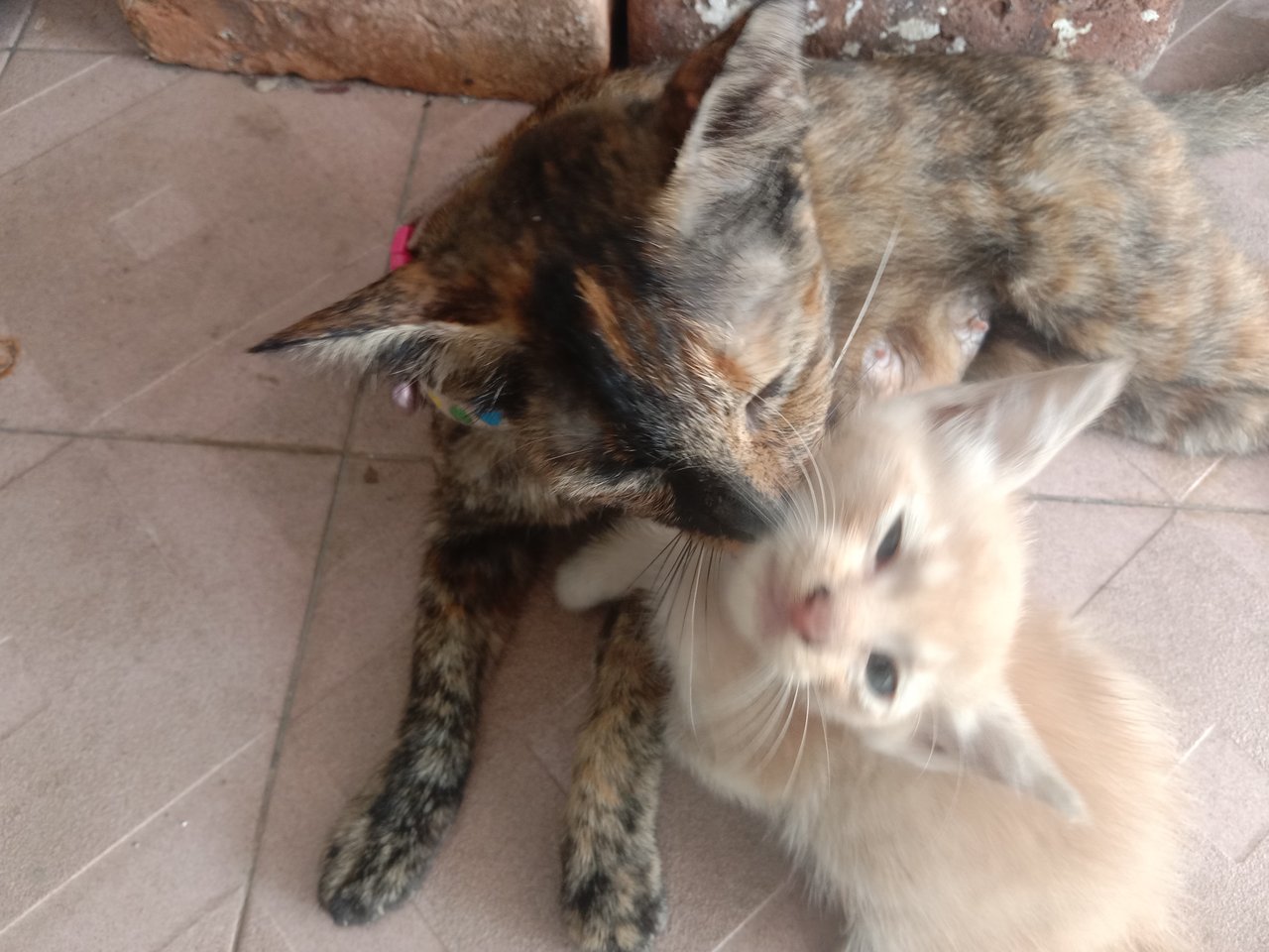 Totie &amp; Melon - Tortoiseshell + Domestic Short Hair Cat