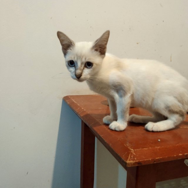 Kuey Teow  - Siamese + Domestic Short Hair Cat