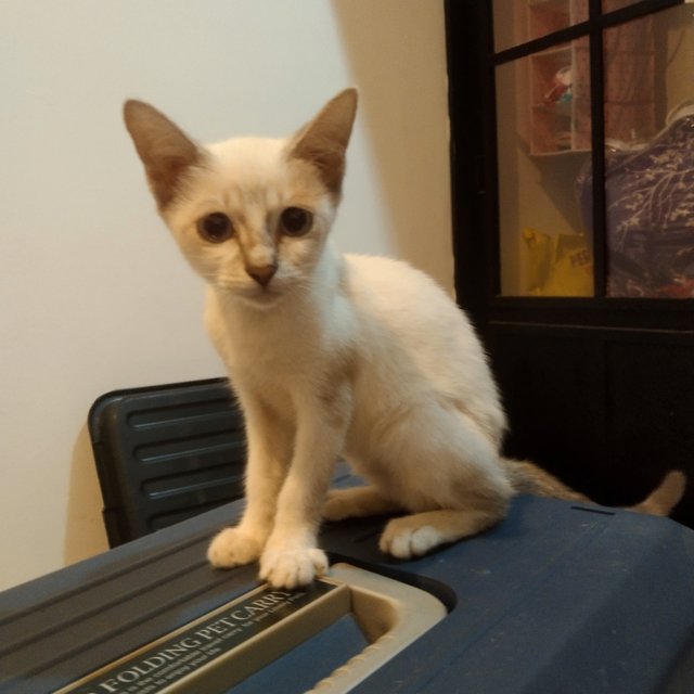 Kuey Teow  - Siamese + Domestic Short Hair Cat