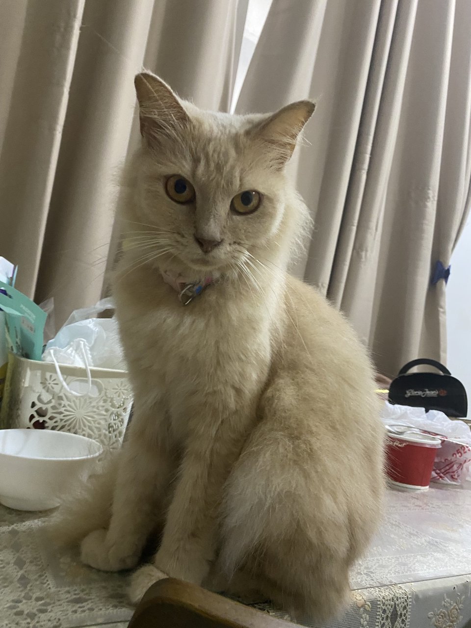 Janem - Domestic Medium Hair Cat