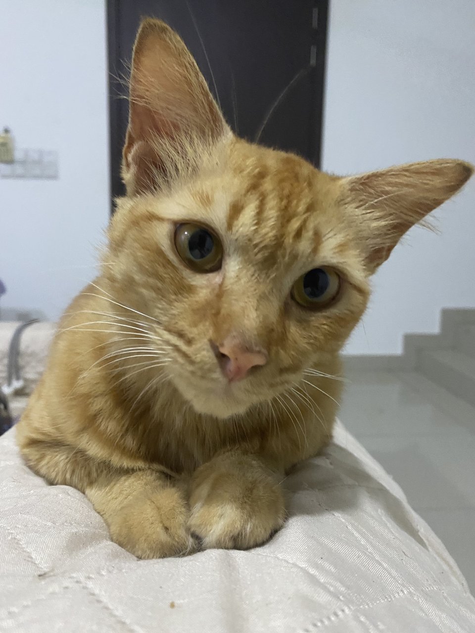 Oyen - Domestic Medium Hair Cat