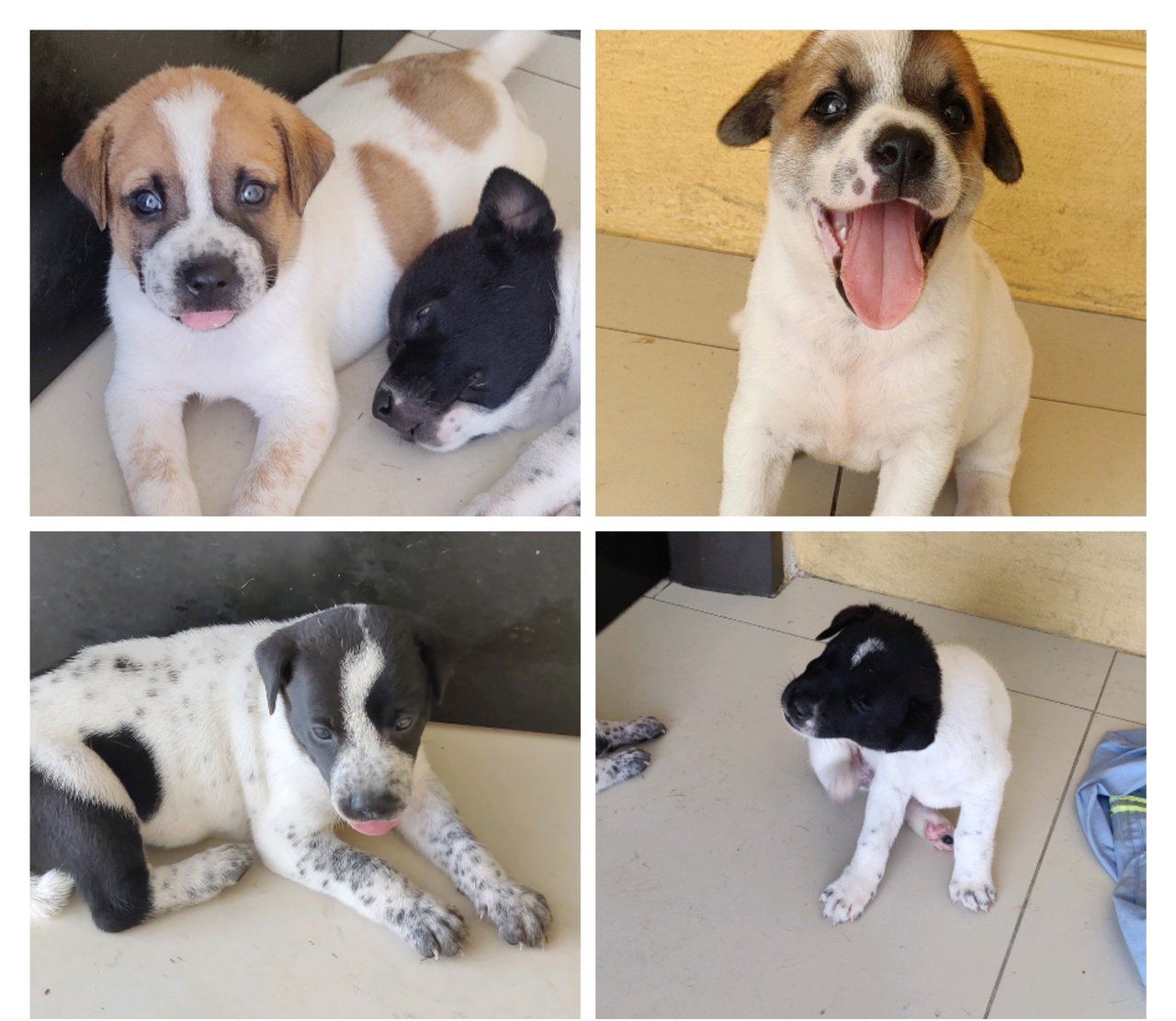 Bandar Mahkota Puppies - Mixed Breed Dog