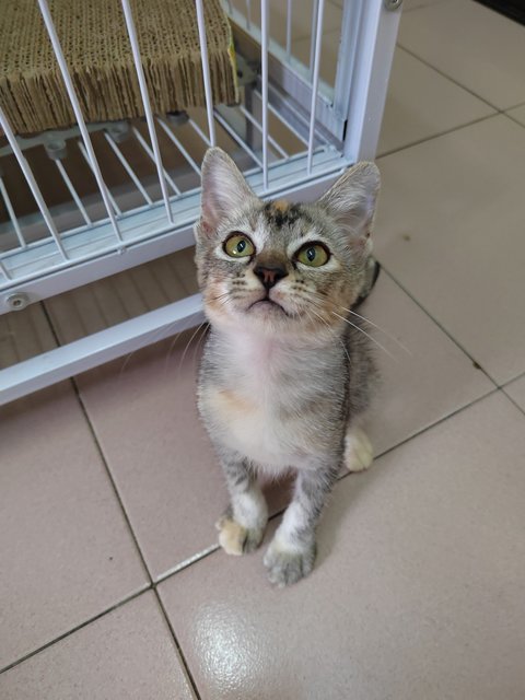 Tabby Sisters  - Domestic Short Hair Cat