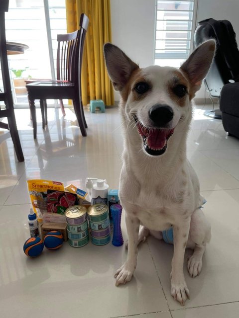 Tiger  - Rat Terrier Dog