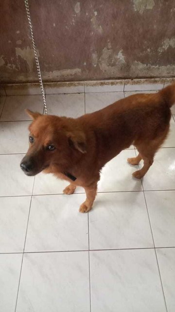 Choco And Cheche's Story - Mixed Breed Dog